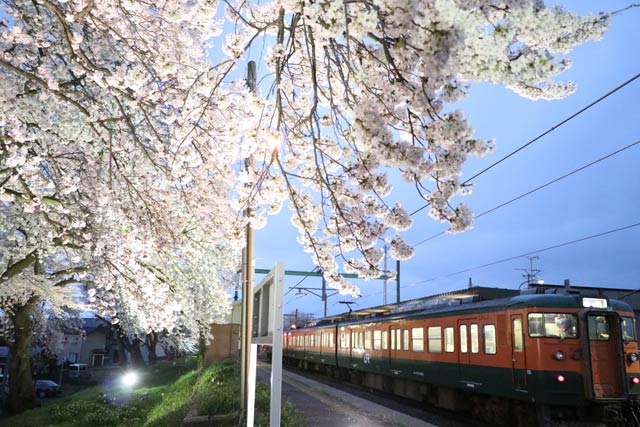 分水駅のサクラ