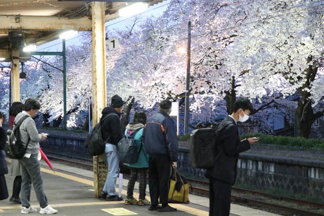 分水駅のサクラ