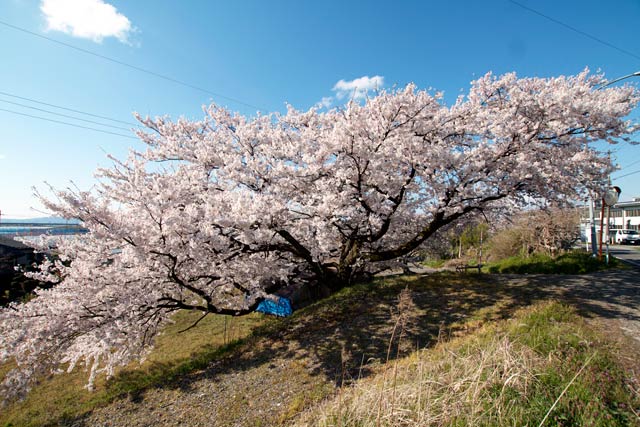 新潟市西蒲区の新飯田橋たもとの大きな桜