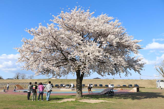 新潟市秋葉区の雁巻緑地公園