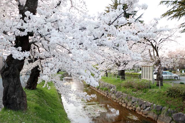 五泉市の粟島公園