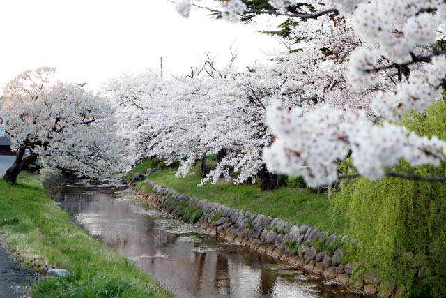 五泉市の粟島公園