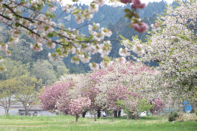 長嶺の桜並木