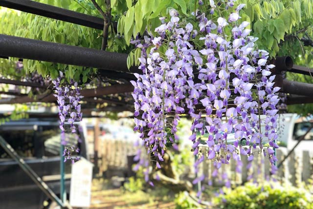 弁天池で咲くフジの花