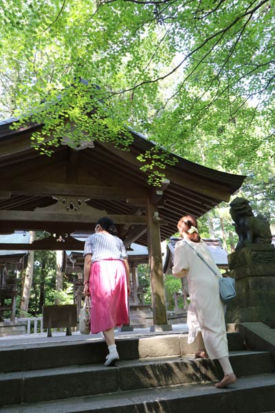 新緑が萌える弥彦