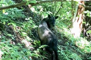 弥彦山登山道三合目付近で撮影されたカモシカ