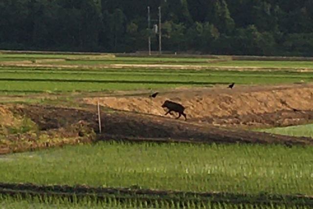 三条市笹岡地内で千代が丘保育所裏の田んぼで読者が撮影したイノシシ