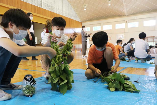 弥彦小学校で行われた弥彦むすめのエダマメもぎ体験