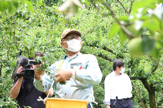 「越の梅」を集荷する田上町梅生産組合の小柳組合長