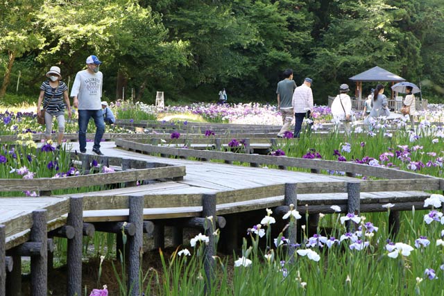 ハナショウブが見ごろの21日のしらさぎ森林公園