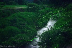 加茂川上流で幻想的なホタルの乱舞