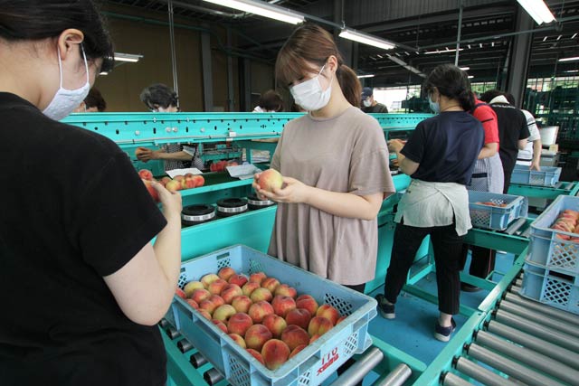 モモの出荷が始まった須田選果場