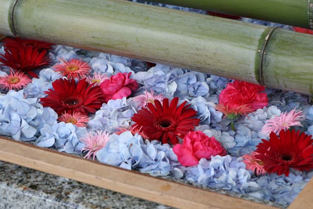 感染防止で利用できない手水舎は代わりにアジサイとバーベナの花を浮かばせる