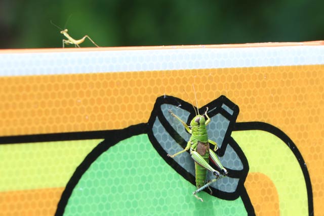 垂直の看板を登るバッタの先にはカマキリ