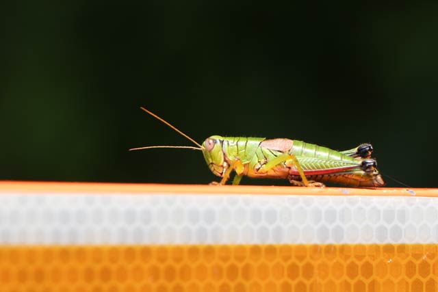 カマキリが飛んで逃げてもかたまったままのバッタ