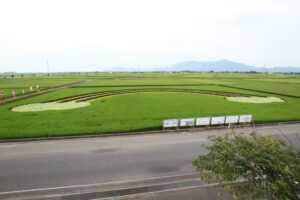 見学台から見る田んぼアート