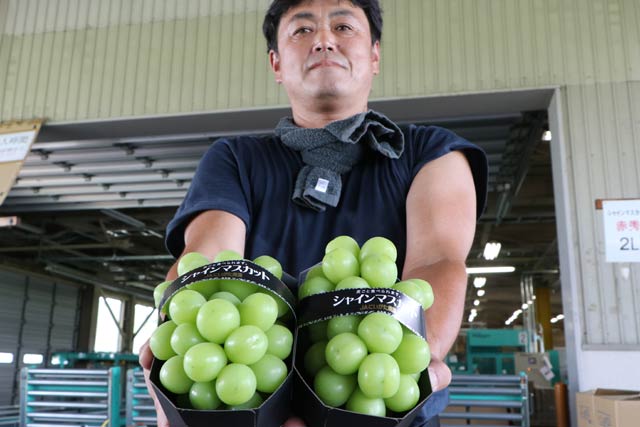 目を見張るほど大きなシャインマスカットの果実