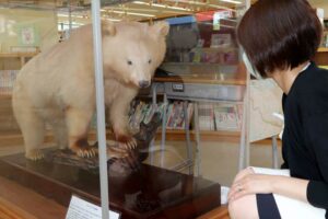 シロクマの客寄せパンダ効果にも期待
