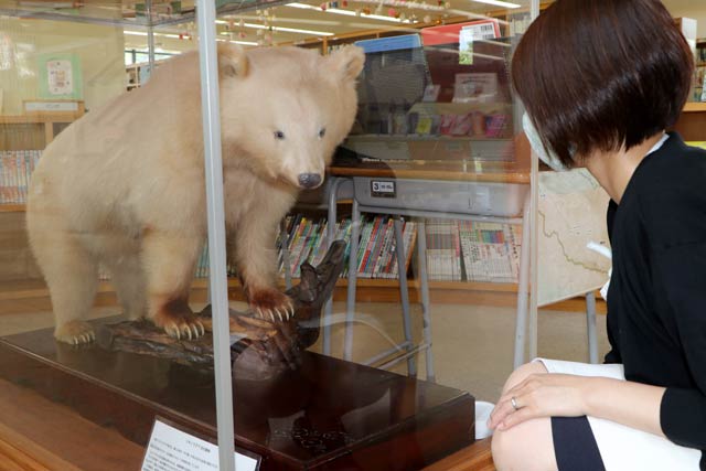加茂市立図書館が展示している白いツキノワグマ