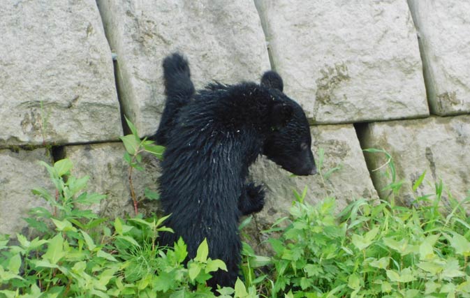鹿熊川から這い上がろうとして射殺されたクマ