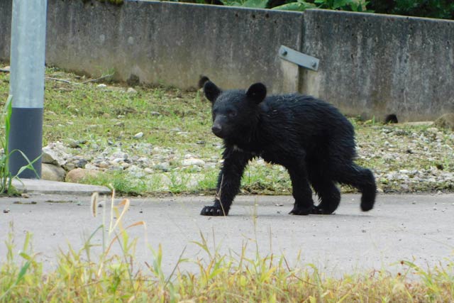 地元の人は射殺したクマとは別の個体と見る発見されてから鹿熊川から上がって逃げるクマ