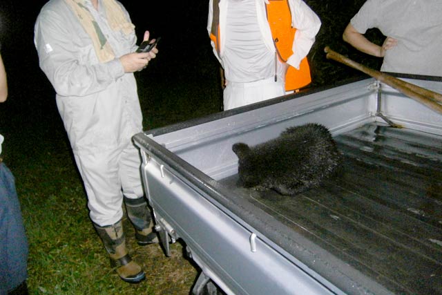 11日に水路から捕獲した山へ帰したクマ