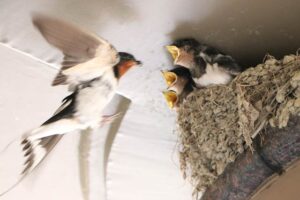 ツバメも巣ごもり？ 盆になっても巣立たず