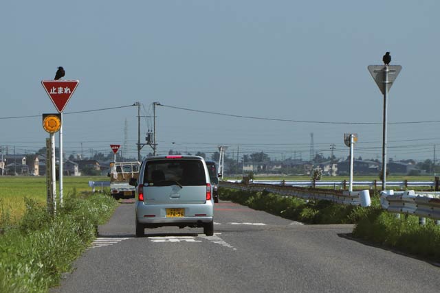 燕市で左右の一時停止の標識にとまるカラスのつがい