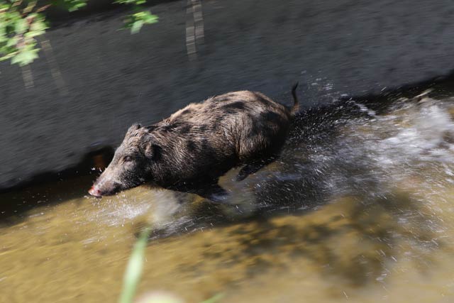 ものすごい勢いで水路を走るイノシシ