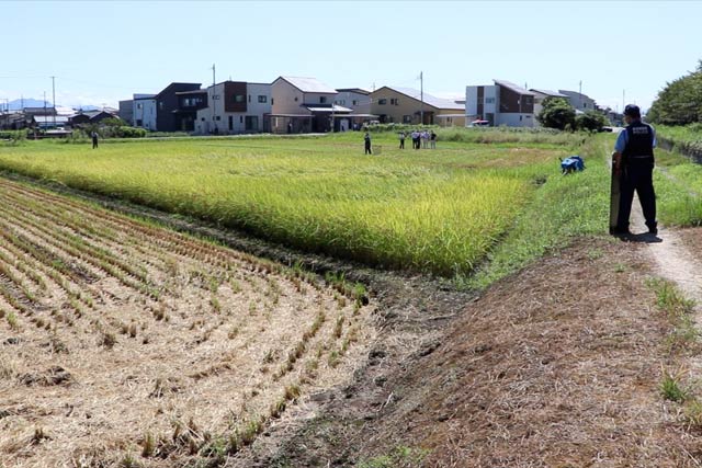 永田精機のあと刈り残されている稲穂の中に身を隠した