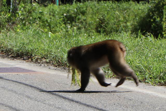 下田のサルは猛暑も関係なくようやく実ったコメを横取り