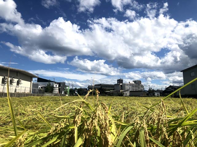 6日の下田公民館前の田んぼに実る稲とフェーン現象の空