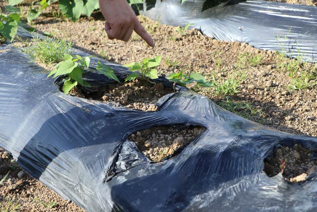 イモ畑のサルに食い荒らされた痕跡