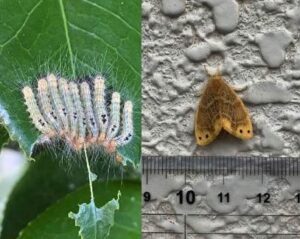 チャドクガ大量発生 毒針毛で皮膚に強い炎症