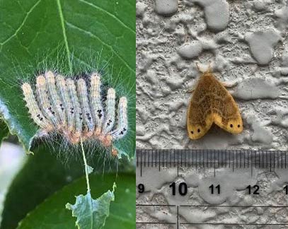 チャドクガの幼虫（左）と成虫（それぞれ新潟県、魚沼市が三条市提供した写真）