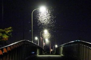 オオシロカゲロウ大量発生で初秋の夜に悲鳴