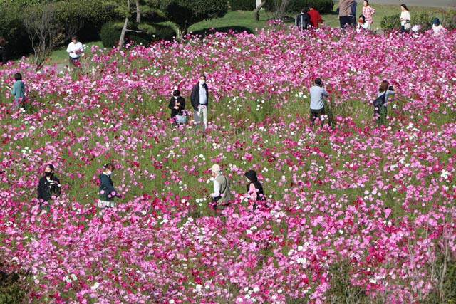 上堰潟公園で花が見ごろのコスモス