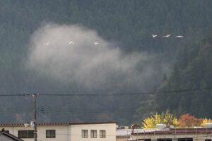 27日朝、三条市下大浦地内を飛ぶハクチョウの群れ