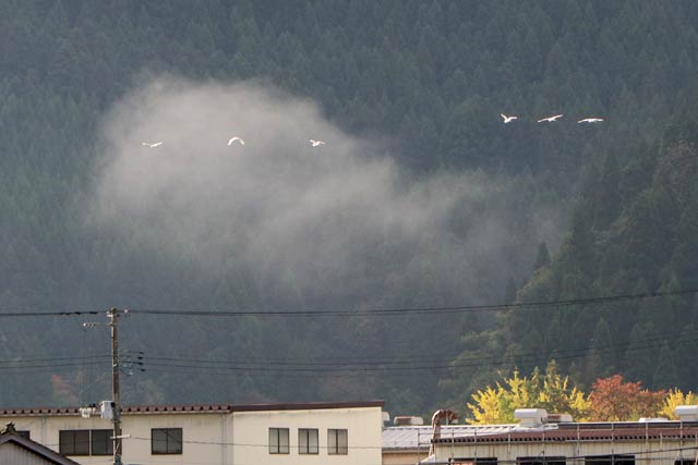 27日朝、三条市下大浦地内を飛ぶハクチョウの群れ