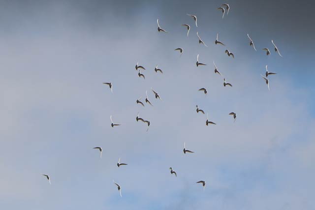 放鳩で空を舞う白いハト