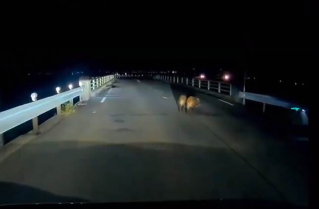 燕市米納津地内で道路を横断する2頭のイノシシ