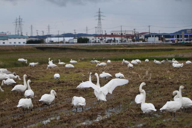 燕市横田地内でえさをついばむハクチョウ