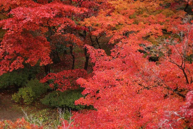 10日の弥彦公園もみじ谷の紅葉のようす