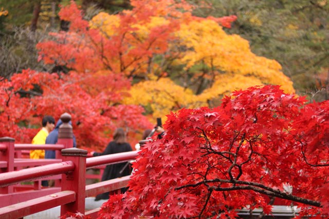 10日の弥彦公園もみじ谷の紅葉のようす