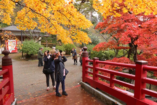 10日の弥彦公園もみじ谷の紅葉のようす
