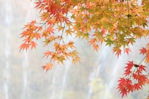 今季最低3.1度の12月初旬並みの冷え込み