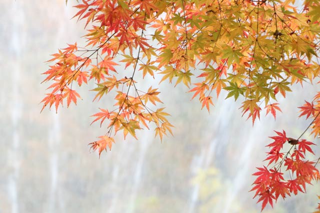 加茂山公園の池之端周辺の紅葉