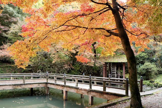 加茂山公園の池之端周辺の紅葉