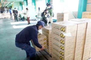 加茂市の加茂選果場に出荷される「ル レクチエ」