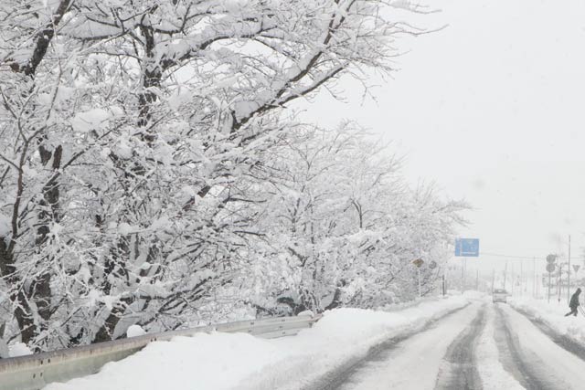 燕消防署前のサクラ並木は枝に着雪して雪の花が咲いたように